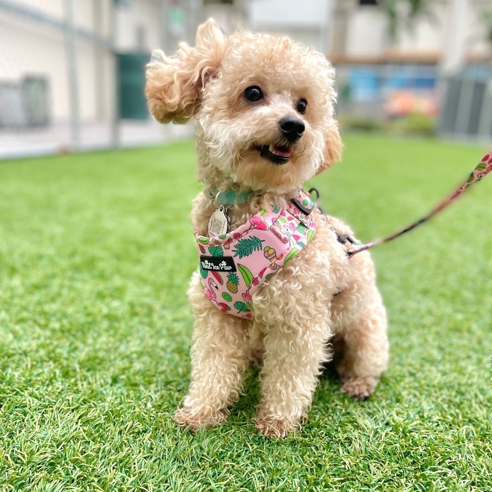 💖 NEW Coquette Pink Dog Harness | XS | Trendy & Comfy! - Picture 3 of 8